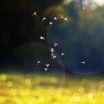 Da oggi addio a mosche moscerini formiche