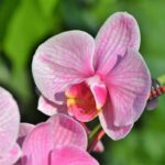 Troppo caldo per le orchidee