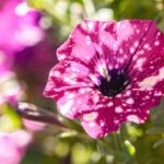 Petunia a fine fioritura