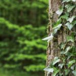 Supporto in legno per piante rampicanti